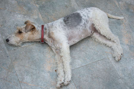 Fox Terrier Adult dog sittingの写真素材