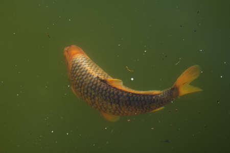Big  fish in the aquarium