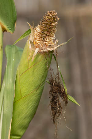 Rotten Corn Cob in Romania,2021の写真素材