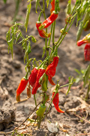 Red chili or Chilli peppers plant in garden