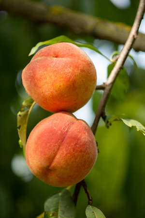 Peaches on tree featuring peaches, peach fruit, and peach on tree in Milas, in Bistrita, Romania, 2021, Augustの写真素材