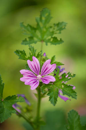 Pink flower blooming in gardenの写真素材