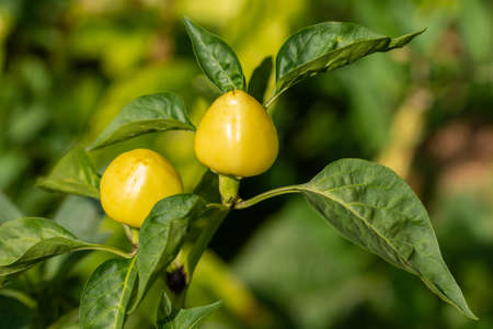 yellow peppers in the garden in Bistrita, Romania, August 2021の写真素材