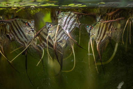 aquarium fish tropical fish ,の写真素材