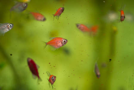 aquarium fish tropical fish ,の写真素材