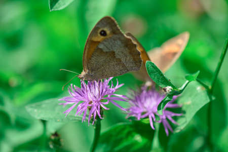 butterfly on a purple flower