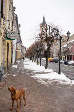 dogs is Gheorghe Sincai Street in Bistrita, Romania in January, 2022のeditorial素材