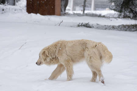 White dog from Piatra FÃ¢ntÃ¢nele, Tihuta, BISTRITA, Romania, April, 2022