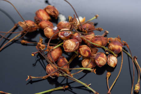 old cherry pitsの写真素材