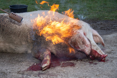 roasting the Christmas pig with gas in Romania, 2022の写真素材