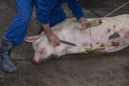 The stabbing of a pig in Romanians during the winter holidays,,is an old tradition..Pig slaughter in...