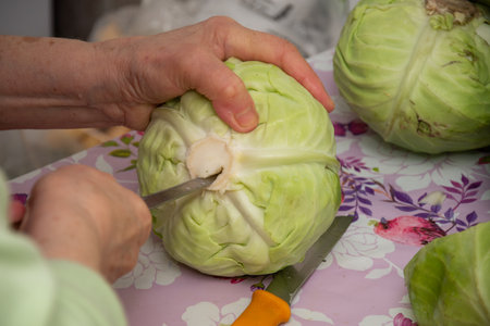 extracting the stem from the cabbage before it is pickledの写真素材