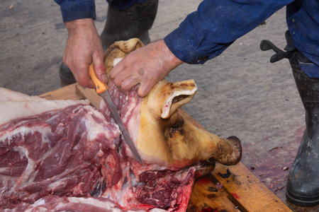 cutting a pig into pieces before the winter holidays in Romania, detail of cutting bacon, meat cutting detailの写真素材