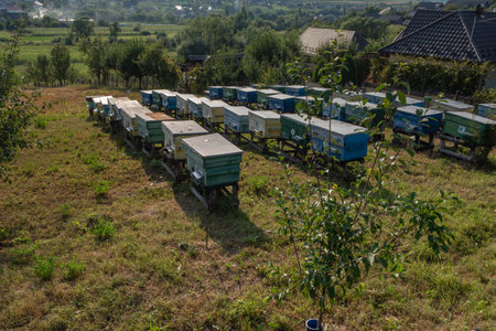 beehives in the orchard in Romania