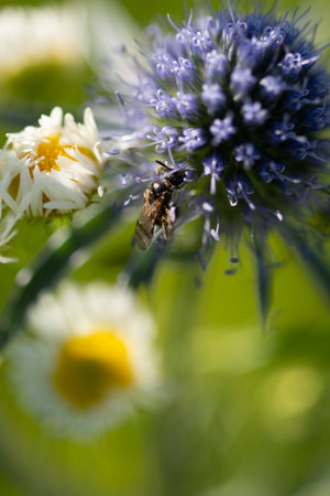 Eryngium planum blue flower,