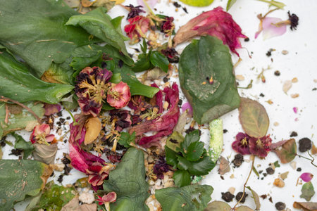 rose leaves, dried flowers on a white backgroundの写真素材