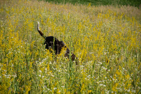 a hunting dog in a field of flowers, Lady's bedstraw, Galium verum or yellow bedstrawの写真素材