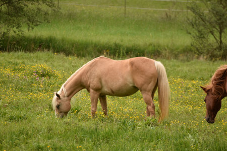 a brown horse on a pasture in Germanyの写真素材