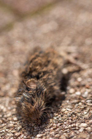 a dead mouse in the yardの写真素材