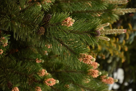 fir buds, pine woodland, pine cone, pine tree,