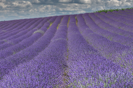 Field with lavender flowers in Delureni, Bistrita, Romania, July 2024の写真素材
