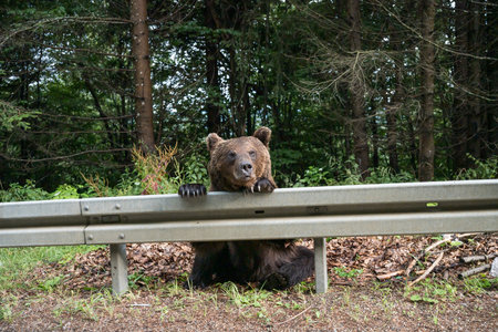 brown bear on the side of the road in Vrancea, Romania, 2024