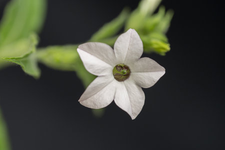 The flower Nicotiana alataの写真素材