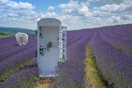 A white telephone booth in Field with lavender flowers in Delureni, Bistrita, Romania, July 2024の写真素材