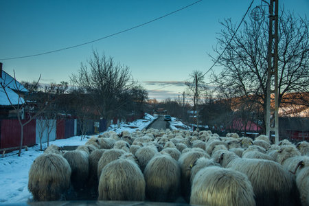 A flock of sheep in Romaniaの写真素材