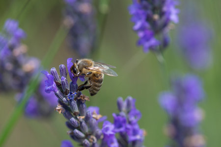 a bee in Field with lavender flowers in Delureni, Bistrita, Romania, July 2024