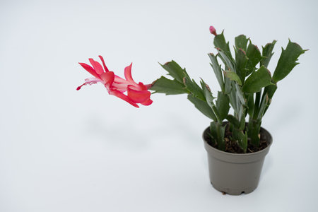 Red Christmas Flower, Schlumbergera Truncata, in a small plastic potの写真素材