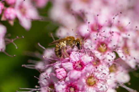bee on a pink flower in Bistrita, Romania,