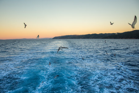 Seagulls flying behind the boat, February 2023の写真素材