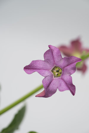 Purple  flower Nicotiana alata or Queen of the Nightの写真素材