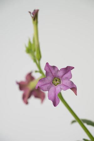 Purple  flower Nicotiana alata or Queen of the Nightの写真素材