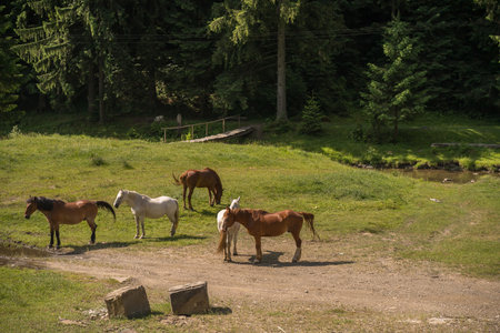 a group of horses, most likely mares, in a natural environment, with a forest and a stream in the background In Romania, Transylvania 2025の写真素材