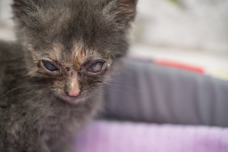 gray kitten with intense eye infectionの写真素材