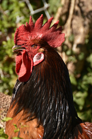 This is a close-up photo of a rooster.