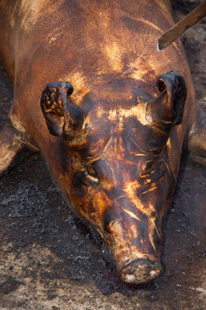 Roasting a pig in Romania, Bistrita, during the winter holidays, is an old tradition. The stabbing of a pig in Romaniaの写真素材