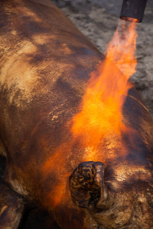 Roasting a pig in Romania, Bistrita, during the winter holidays, is an old tradition. The stabbing of a pig in Romaniaの写真素材