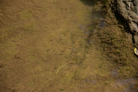 a group of small fish Fairy shrimps, Chirocephalus diaphanus