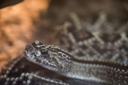 The image shows a rattlesnake, a type of venomous pit viper from the genus Crotalus.