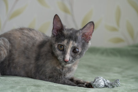 gray kitten