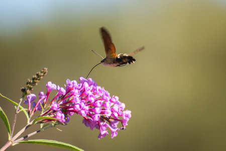 hummingbird hawk-moth (Macroglossum stellatarum) feeding on a purple flower.
