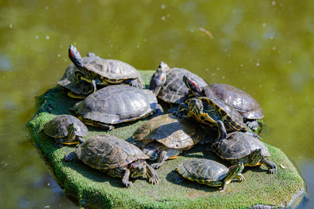 turtles in the lake basking in the sun