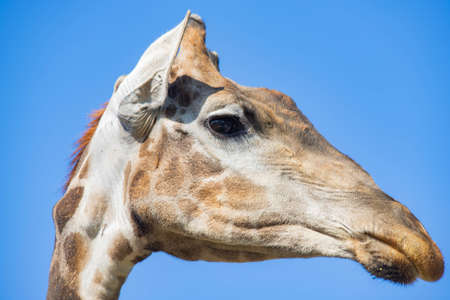 giraffe head close-up against the skyの写真素材