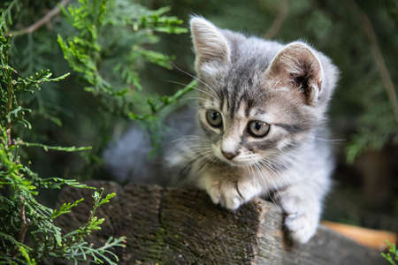 smoky kitten sits under a spruceの写真素材