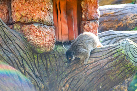 lemur sitting on a log.