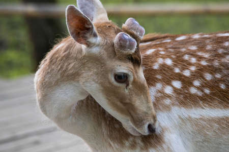 little spotted deer in the forest close upの写真素材
