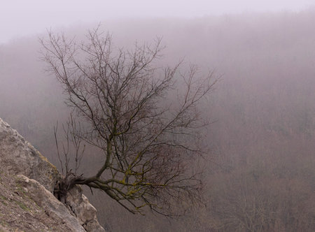 lonely dark tree in the fog gothic